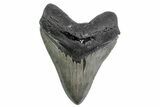 Serrated, Fossil Megalodon Tooth - North Carolina #378053-1